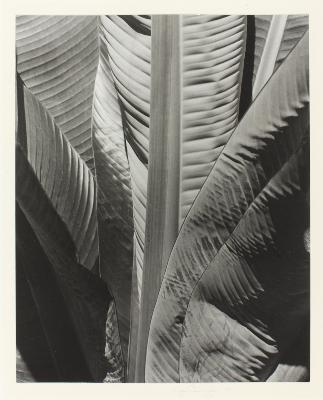 Imogen Cunningham - artist photo